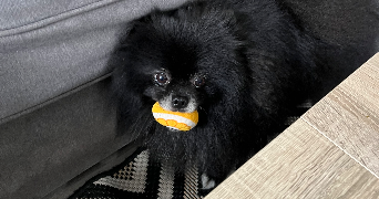 sophie pet sitter à NOZAY 91620_3