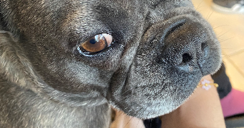 sirine pet sitter à SANTENY 94440_4