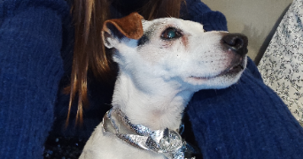 céréna pet sitter à ECOUST ST MEIN 62128_2