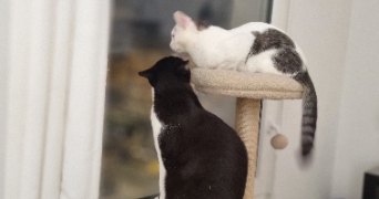 olivia pet sitter à MARSEILLE 08 13008_1