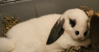 alaïs pet sitter à GRENOBLE 38000_1