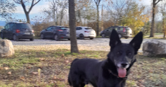 nadia pet sitter à LAUTREC 81440_0