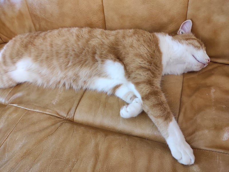 eve pet sitter à Sainte Luce sur Loire 44980_1