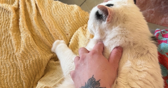 camille pet sitter à STRASBOURG 67000_4