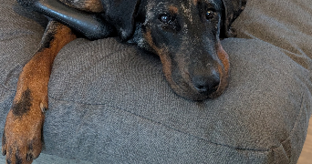 ninon pet sitter à PAIMPOL 22500_1