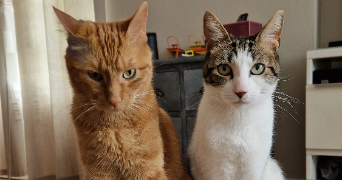 lucile cat sitter à LYON 03 69003_3