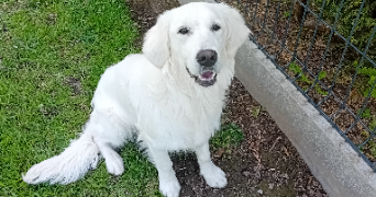 valérie pet sitter à LAIRES 62960_0