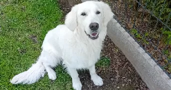 valérie pet sitter à LAIRES 62960