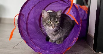 elodie pet sitter à FLINS SUR SEINE 78410_1
