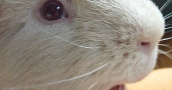 elisabeth pet sitter à TROYES 10000_1