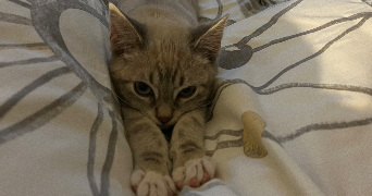 erine pet sitter à FROUARD 54390_4