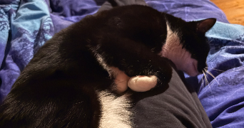 lisa pet sitter à LYON 08 69008_5