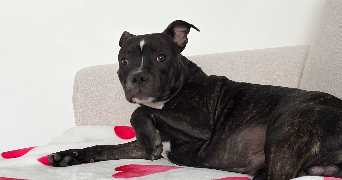 marina dog sitter à RUEIL MALMAISON 92500_8