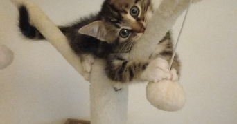 magali pet sitter à NOISEAU 94880_1