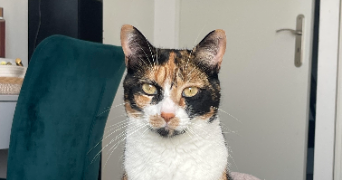 léa pet sitter à PALAISEAU 91120_4