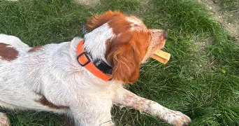 sophie pet sitter à MESNILS SUR ITON 27240