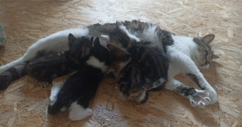tiffany pet sitter à POMMEUSE 77515_2