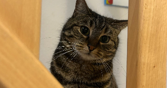 claude pet sitter à BRUMATH 67170_0