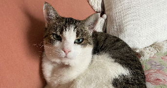 antoine pet sitter à LYON 05 69005_1