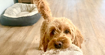 claire pet sitter à DOMONT 95330_1