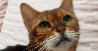 christelle pet sitter à PAVILLY 76570_2