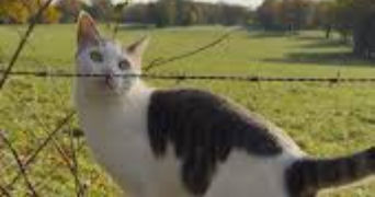 miniar pet sitter à PARIS 14 75014_3