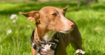 maëla pet sitter à BEGLES 33130_3