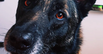 justine pet sitter à CORBELIN 38630_1