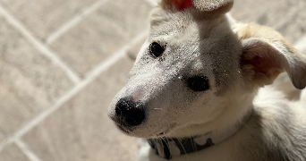 Pia pet sitter à SEVRES 92310_1