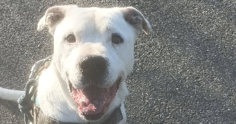 pauline pet sitter à FROUZINS 31270_7