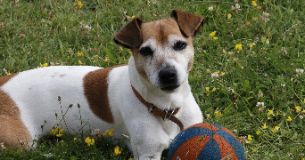 laura pet sitter à CHAMBOURCY 78240_5