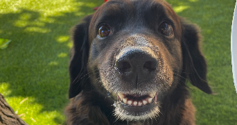 océane pet sitter à ROGNAC 13340_0