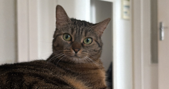 zaineb pet sitter à THIONVILLE 57100_1