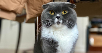 mathieu cat sitter à PONTOISE 95300_1