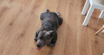 tiffany pet sitter à LE PERREUX SUR MARNE 94170_3
