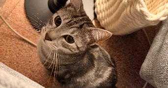 sarah pet sitter à TOULON 83000_2