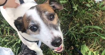 aurélie  pet sitter à Billère 64140_2