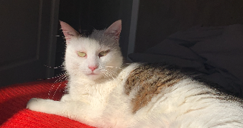 elise pet sitter à PARIS 07 75007_5