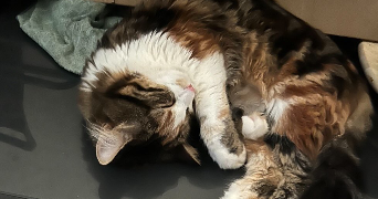 farah pet sitter à CHAMPIGNY SUR MARNE 94500_7