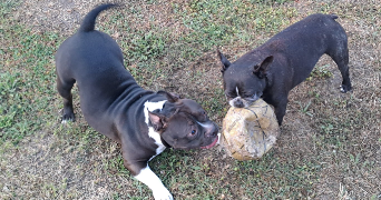 brenda pet sitter à FLORENSAC 34510_2