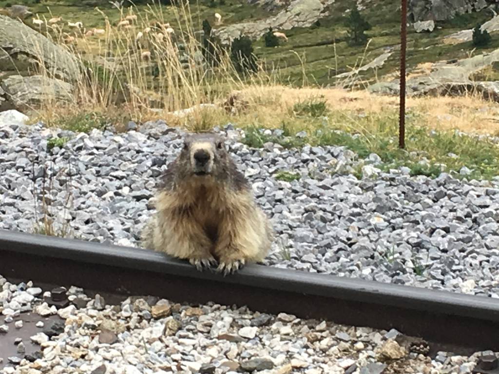 léa pet sitter à Montreuil 93100_2