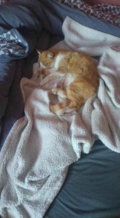eve pet sitter à Sainte Luce sur Loire 44980_2
