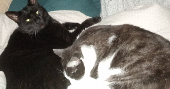 estelle pet sitter à DUNKERQUE 59140_7