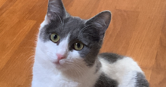 salma pet sitter à SURVILLIERS 95470_0