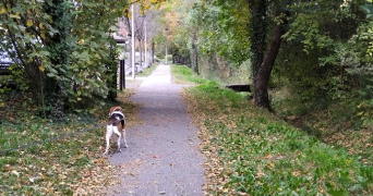 sarah pet sitter à ST ANDRE DE SANGONIS 34725_6