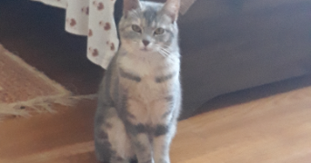 christine pet sitter à CHATENOY LE ROYAL 71880_3