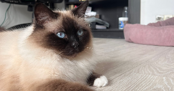 moby pet sitter à PUTEAUX 92800_2