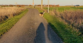 mélanie pet sitter à BLOIS 41000_2