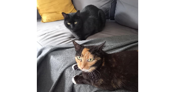 laura pet sitter à GRENOBLE 38000_1