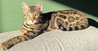 wendy  pet sitter à Ostricourt 59162_0